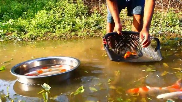 wow lucky day! found a lots beautiful fish- Beta fish- Koi fish- Orenda red carp fish to raising