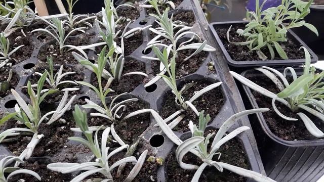 Размножение черенками: простые методы