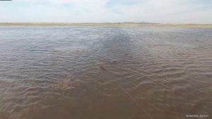 Рыбалка с рогаткой. Много сазана. SLINGSHOT FISHING ONLINE