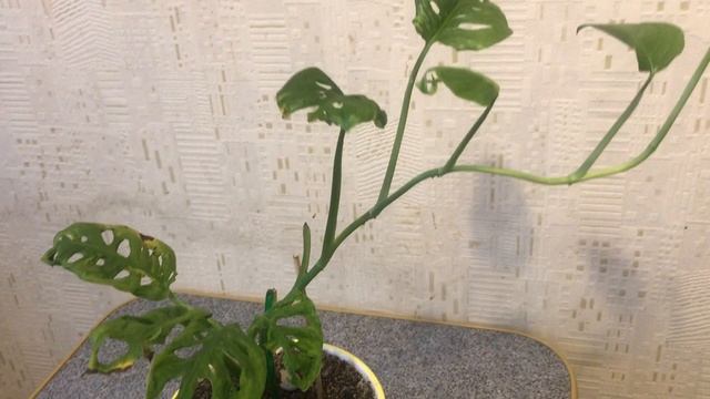 Монстера Манки Маск (Monstera Monkey Mask) часть 2. Результат использования цитокининовой пасты