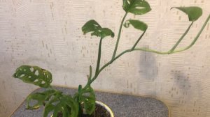 Монстера Манки Маск (Monstera Monkey Mask) часть 2. Результат использования цитокининовой пасты