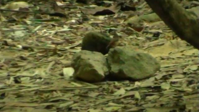 Краснохвостая мышиная тимелия Turdinus abbotti Abbott's Babbler смотреть онлайн