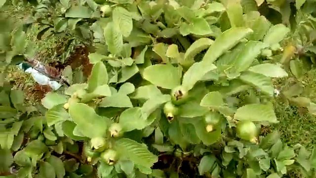 hybrid guava смотреть онлайн