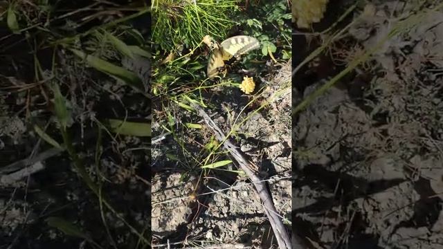 Трепещущая красотенюшка (Papilio machaon - парусник махаон, в подвиде не уверена) - 2 смотреть онлайн