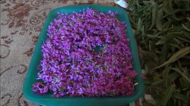 Живопись на Теле