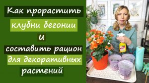 Как прорастить клубни бегонии и составить рацион для декоративных растений?