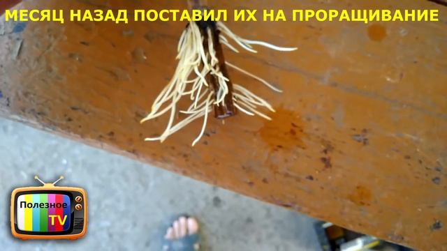 УКОРЕНЯЙ ВИНОГРАД ТОЛЬКО ЭТИМ СПОСОБОМ КОРНЕЙ БУДЕТ МНОГО смотреть онлайн