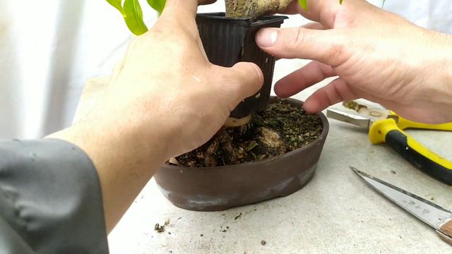 Acodo este ficus bonsai! смотреть онлайн