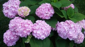 ЗАЦВЕТЕТ ЛИ ГОРТЕНЗИЯ? НАЧИНАЮЩИМ.