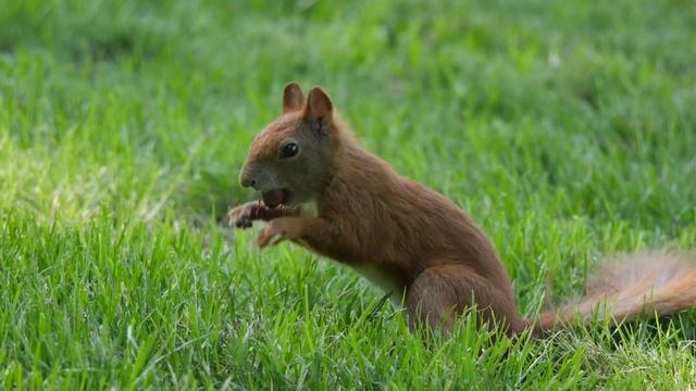 музыка Сергея Грищука! Лучшая мелодия для души и сердца