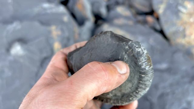 We Found Bones, Squid, Ammonites! | Fossil Hunter смотреть онлайн