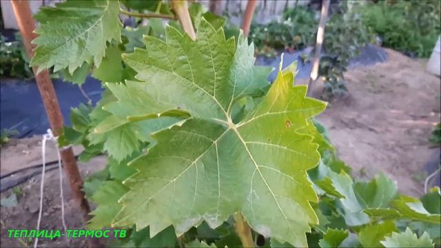 Виноград сорт Монарх смотреть онлайн