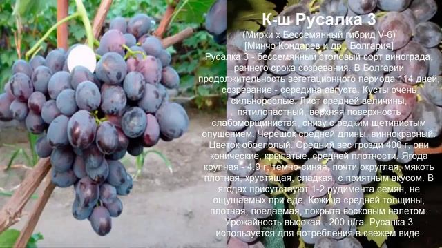 Болгарские сорта винограда смотреть онлайн