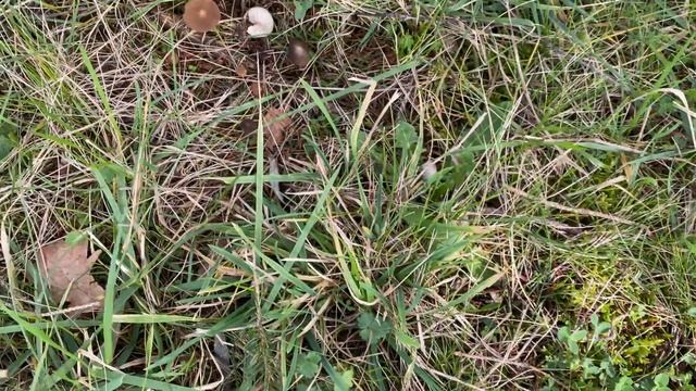 Strobilurus esculentus, March 2020 смотреть онлайн