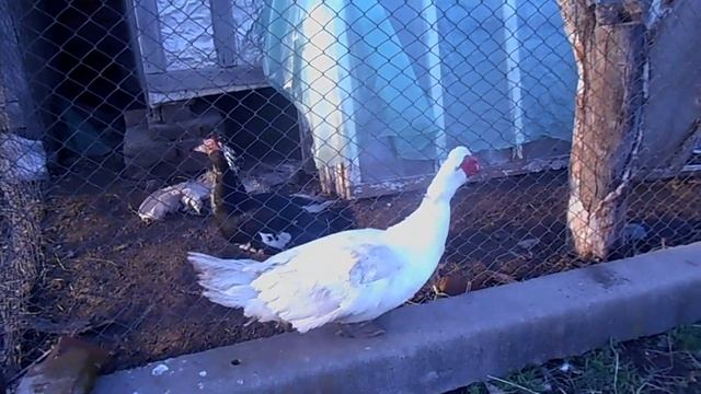 Индоутки как растут в домашних учловиях.