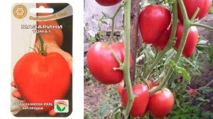Томаты сорта Мазарини