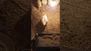 Бройлеры, содержание недельных бройлерлв, питание, уход#семейныйканал #птицы #бройлер