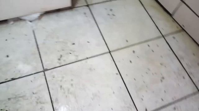 Controle de Blattella germanica смотреть онлайн