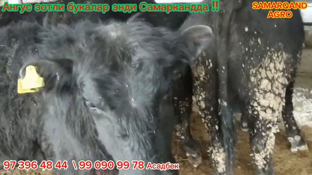 Ангус, Аулиеколь, Герефорд зотли букалар энди Самаркандда!Angus, Auliekol', Gereford Buqalar Keldi!