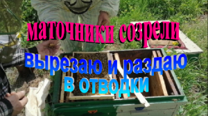 Маточники созрели. Вырезаю и раздаю в отводки