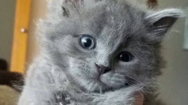 человек нашел котенка на лодке. Через несколько месяцев он стал очень преданным питомцем. смотреть онлайн