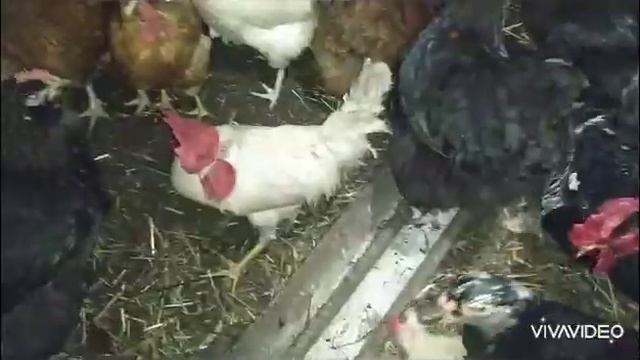 Витаминно-кормовая добавка для птицы смотреть онлайн