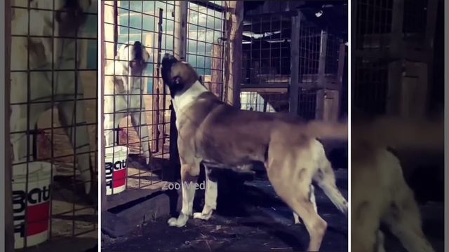 САО великаны/alabai giants... смотреть онлайн
