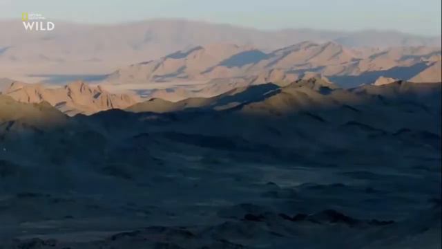 Дикая природа Монголии. Nat Geo Wild