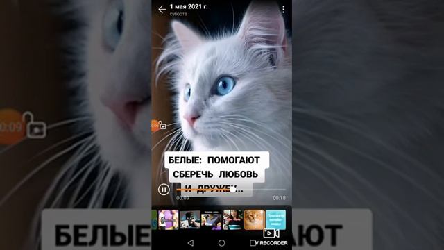 Что обозначает цвет кошки смотреть онлайн