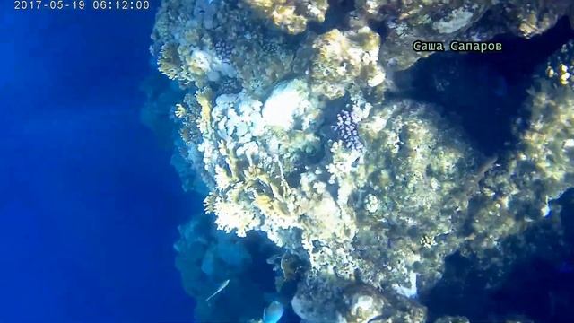 Красное море. Залив Акаба смотреть онлайн
