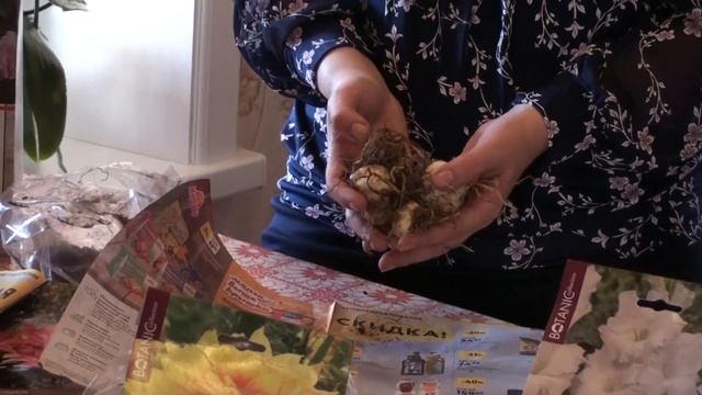 Сохранение купленных гладиолусов, роз, гортензий, георгин, лилий в домашних условиях. Долгих Анна смотреть онлайн