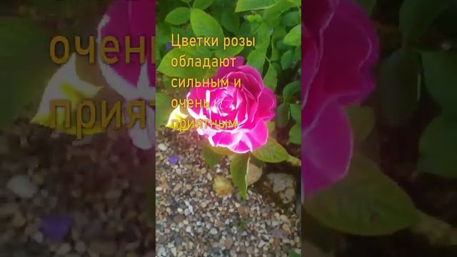 Роза Олд Порт (Old Port) — Непрервное Цветение В Течение Всего Сезона смотреть онлайн