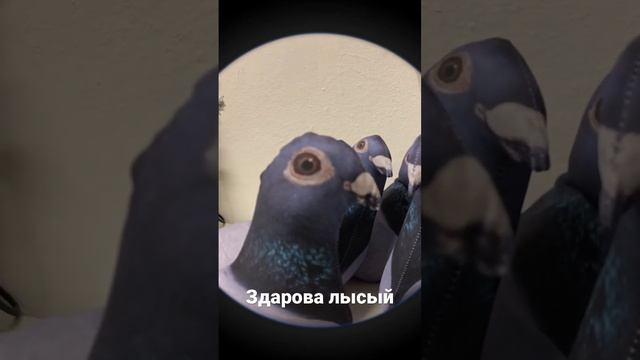 Голубиный сход. Голубь Валера с братьями вопросики решает ? смотреть онлайн