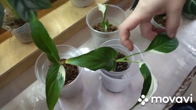 У кого можно приобрести редкие комнатные растения ? смотреть онлайн