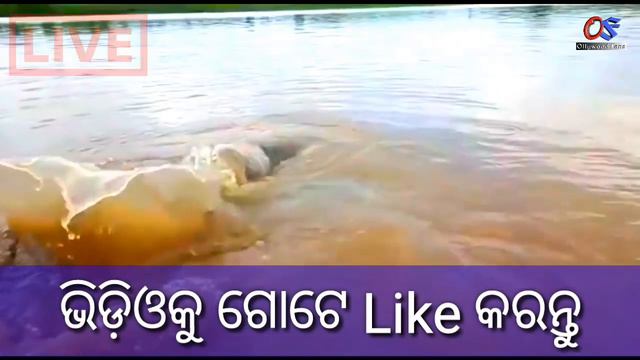 A Large fish found in Hirakud dam Almost 1000 kgs | Big fish in Hirakud#Ollywoodfans#Hirakud смотреть онлайн