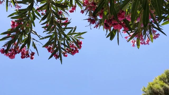 Android 11 beta, тест камеры на Pixel 4XL, video 4K смотреть онлайн