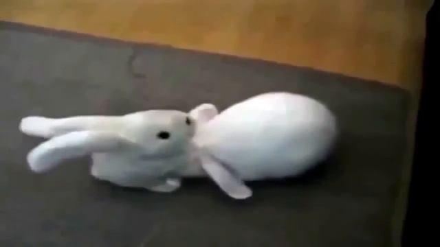 уши, лапы, хвост смотреть онлайн