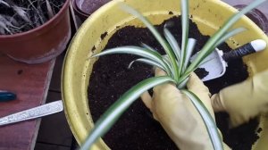 Грунт и его свойства для Хлорофитума.