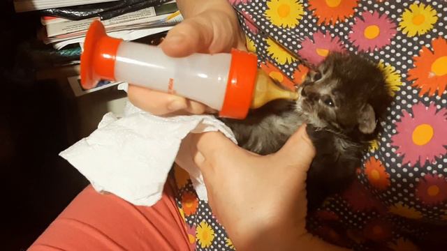 2021-10-12 Котёнок Василий. Вернулись с дачи Обедаем дома смотреть онлайн
