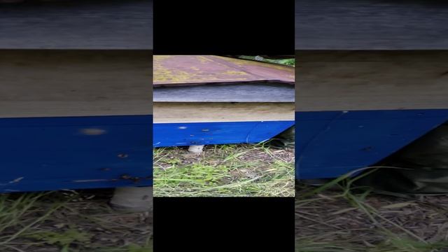 Осмотр пчёл, как обстоят дела (2) смотреть онлайн