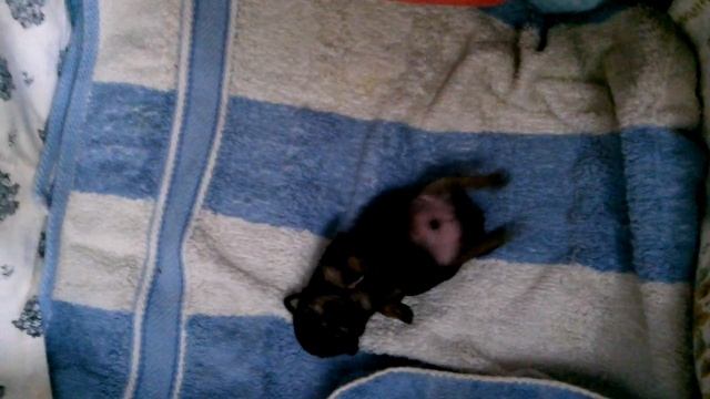 Милый щенок спит)))) смотреть онлайн