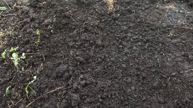 Срочно внесите это после Томатов! Почва сразу станет как новая! Плодородная и здоровая! смотреть онлайн