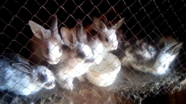 Когда лучше всего отсаживать крольчат от крольчихи.