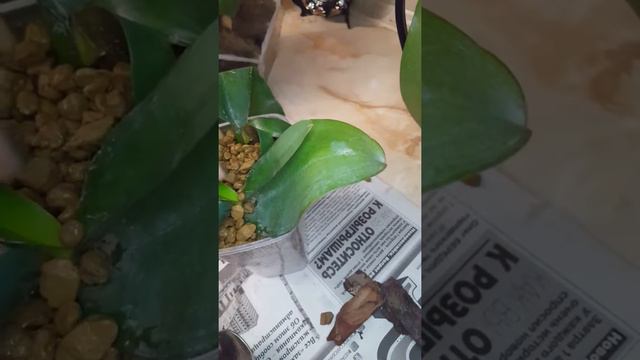 Первая посадка в грунт для орхидей ZeoFlora!