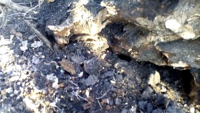 Дикие Грибы Вешенка кто Валит огромные Деревья Лютые Враги Леса Бесплатное Тепло смотреть онлайн