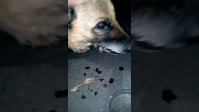 Нашли бездомную овчарку смотреть онлайн