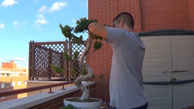 Ficus Ginseing - Posa y Pinzado - (30/09/2016) смотреть онлайн