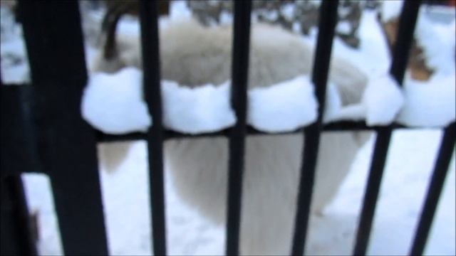 Снежная коза. 23.12.19 г. смотреть онлайн