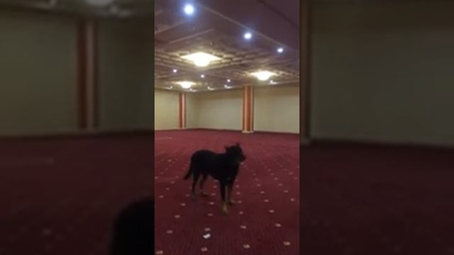 Зооатмосфера Орел обидиенс Босерон Эджен подзыв смотреть онлайн
