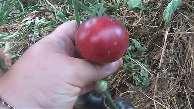 Томат сортовой - Аметистовая драгоценность. Август 2017 г // Секреты хороших урожаев. смотреть онлайн